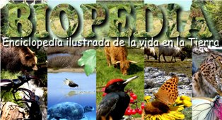 vida en la tierra